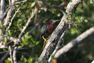 Green Heron- Bailey Tract (Sanibel Island) Florida USA