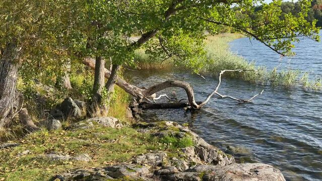 Nature, water and autumn. Swedish fall. Rocky shore. Lake M&auml;laren, next to the Baltic sea. Stockholm, Sweden.