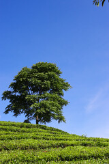 Obraz premium Beautiful Tea plantation landscape in the morning