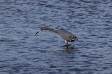  Little Blue Heron- Bailey Tract (Sanibel Island) Florida USA