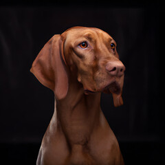 Close up studio photography of a dog head. Magyar Vizsla, Hungarian Vizsla, Pointer  close up head...