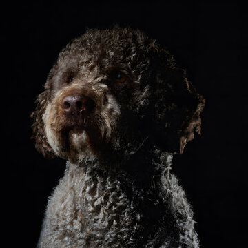 Close up studio photography of a dog head. Lagotto Romagnolo, Italian Water Dog  close up head photography, realistic dog and puppy head on black background.     