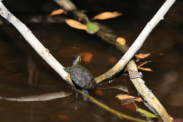  Florida red-bellied cooter- Bailey Tract (Sanibel Island) Florida USA