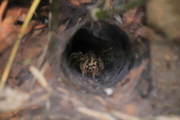 natural tetragnatha extensa spider macro photo