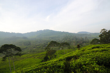 Beautiful Tea plantation landscape in the morning