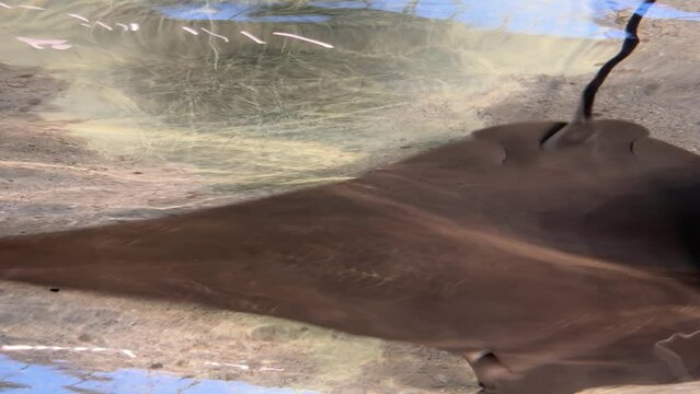 Cownose rays (Rhinoptera bonasus) swimming in an aquarium