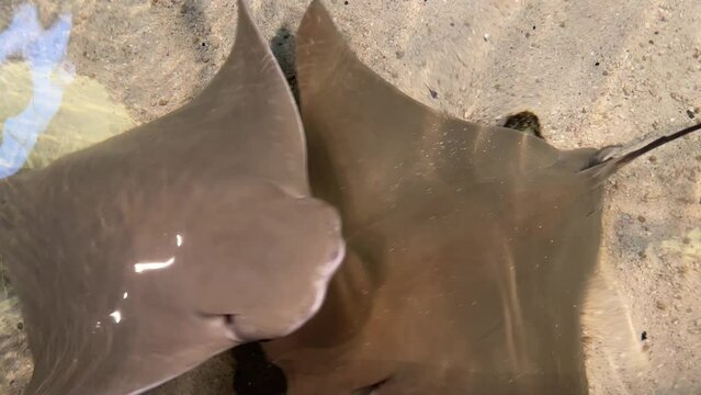 Cownose rays (Rhinoptera bonasus) swimming in an aquarium