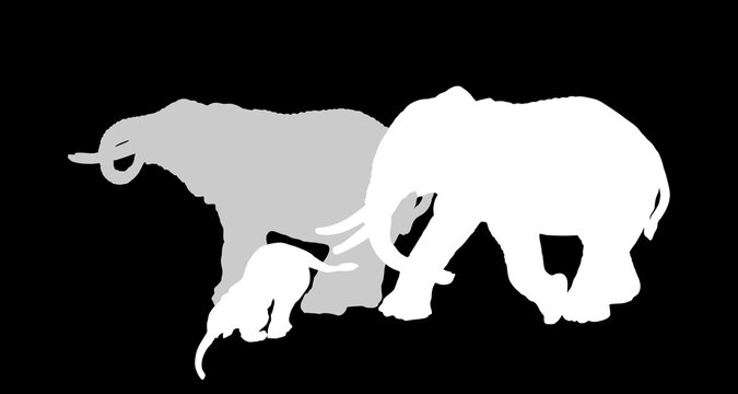 Herd of elephants family drink water vector silhouette illustration isolated on black background. Africa safari animals. Strong powerful mammals in nature habitat. Elephant shape shadow symbol.