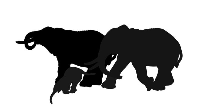 Herd of elephants family drink water vector silhouette illustration isolated on white background. Africa safari animals. Strong powerful mammals in nature habitat. Elephant shape shadow symbol.