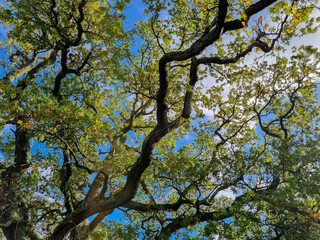 Background of tree branches against the blue sky