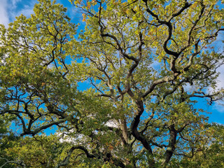 Background of tree branches against the blue sky
