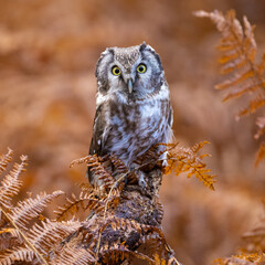 Boreal Owl in flight, Aegolius funereus, Highlands, Czech