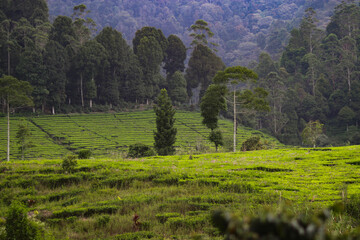 Fototapeta na wymiar Beautiful Tea plantation landscape in the morning