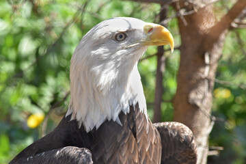 A symbol of America, the stately bald eagle seems to sit for its portrait.