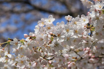 ソメイヨシノの花部分