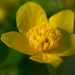 yellow flower in the garden