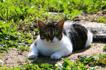 Naklejka na ściany i meble The domestic cat is a mammal of the cat family of the carnivora order.
