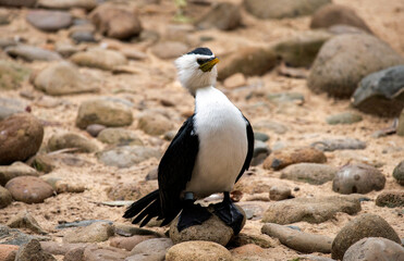 Little Pied Cormorant (Microcarbo melanoleucos)