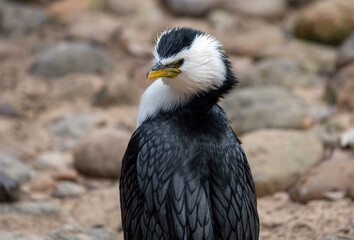 Little Pied Cormorant (Microcarbo melanoleucos)