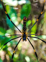 wood spider on a spiderweb with blurred tree background found in Indonesia tropical rainforest.