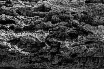 A closeup of the textured bark of a tree.