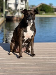 portrait of dog sitting on a dock