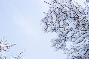 Tree branches covered with snow against the blue sky on a winter day.Copy space