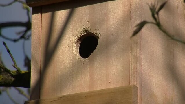 Die Blaumeise bringt Baumaterial f&uuml;r den Nestbau durch das Flugloch in den Brutkasten und fliegt wieder weg (Gro&szlig;aufnahme)