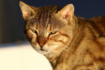 The domestic cat is a mammal of the cat family of the carnivora order.