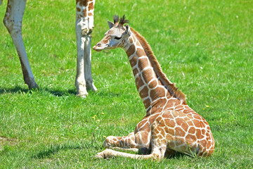 A baby giraffe rests in the grass near its mother.