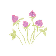 Pink clover flowers painted in watercolor. 