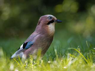Eurasian jay, Garrulus glandarius, very nice big bird, colorful feathers, looking for oak acorns and nuts. Brown bird with blue feathers on the wing