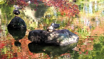 Tokyo,Japan - November 17,  2022: Ducks and red leaves in the pond in autumn, Japan
