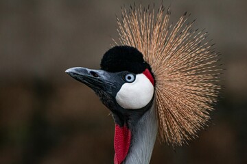 Closeup of a Black-crowned Crane bird face with startled expression