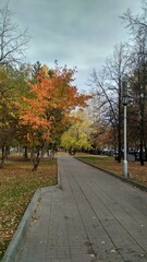 Fototapeta na wymiar alley in autumn park