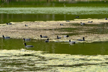 Common ducks in a lovely lagoon