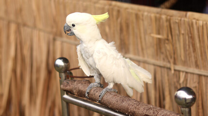 The sulphur-crested cockatoo (Cacatua galerita) is a relatively large white cockatoo found in...