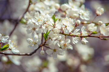 Cherry blossom branch in the garden in spring
