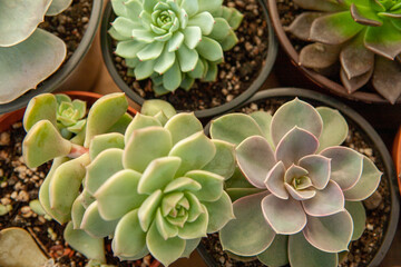 Succulent plants in pots, top view. Composition of colorful varieties of echeveria and sedum rosettes. Succulent background for post, screensaver, wallpaper, poster, banner, cover. High quality photo
