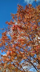 autumn trees against sky
