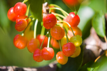 A cluster of cherries on a cherry tree branch are ready for harvest