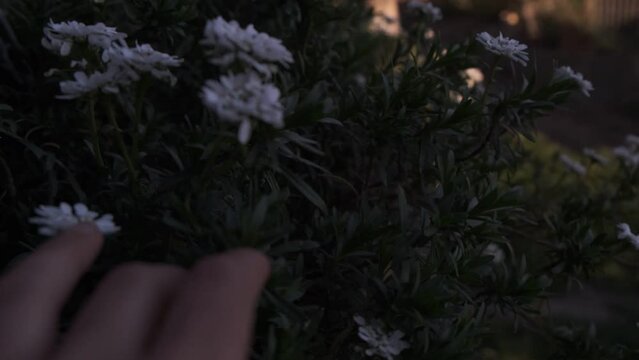 Mano tocando las flores