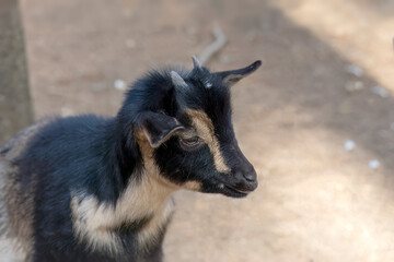 The kid pygmy goat  in wildlife park. African  pygmy goat is domestic miniature breed
