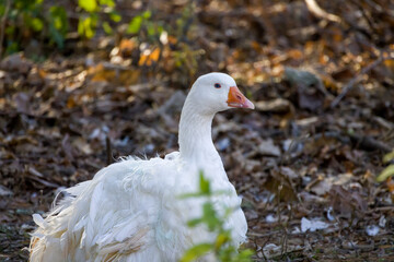 White Sebastopol goose. This domestic geese  cannot fly due to the curliness of their feathers 