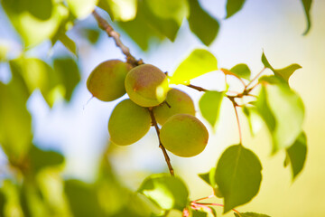 A group of apricots hanging on a branch ripen in the summer sun of an orchard