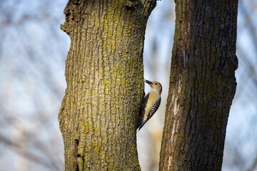 The red-belied woodpecker (Melanerpes carolinus)  in the park.