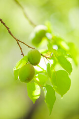 Obraz premium Apricot fruit ripens in the sun on a branch on a farm orchard.