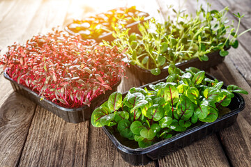 The microgreen in plastic trays.Mixed Microgreens in trays on wooden background.Sprouting Microgreens on the Hemp Biodegradable Mats.Germination of seeds at home. Vegan and healthy food concept.