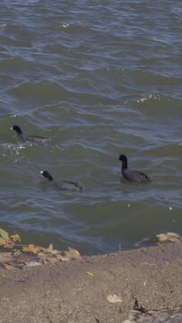 Ducks swim a windy pond. 