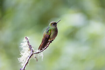 Fototapeta premium Hummingbird under the rain in Ecuador